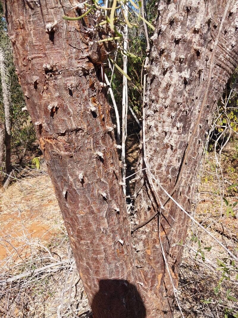 Didierea madagascariensis bark