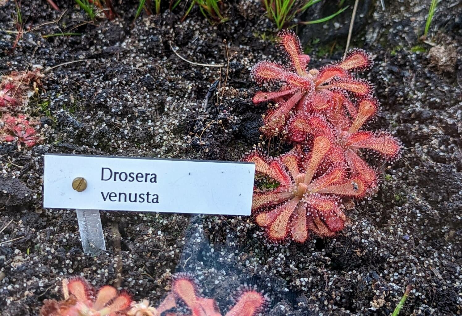Drosera venusta habit