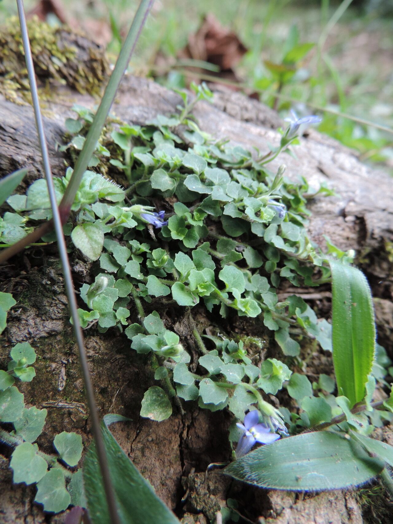 Lobelia minutula habit