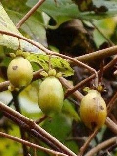 Actinidia polygama fruit