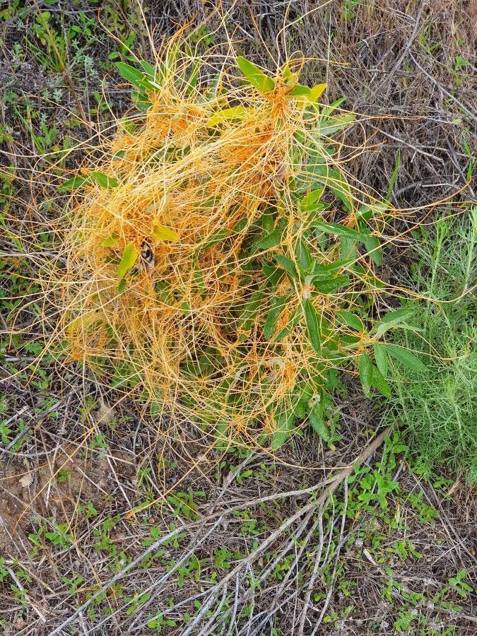 Cuscuta americana — related species from the same genus