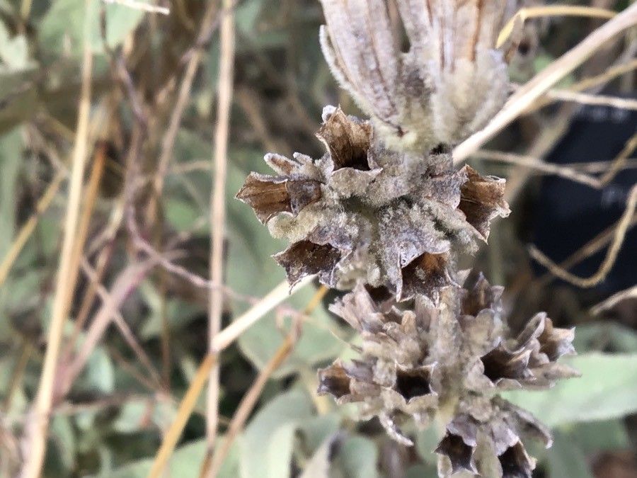 Phlomis lanata flower