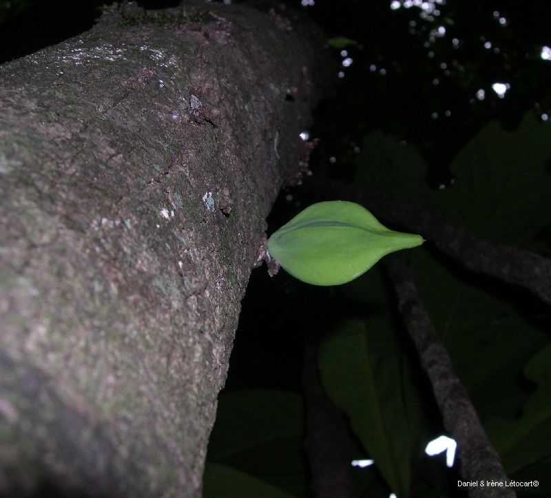 Planchonella cauliflora fruit