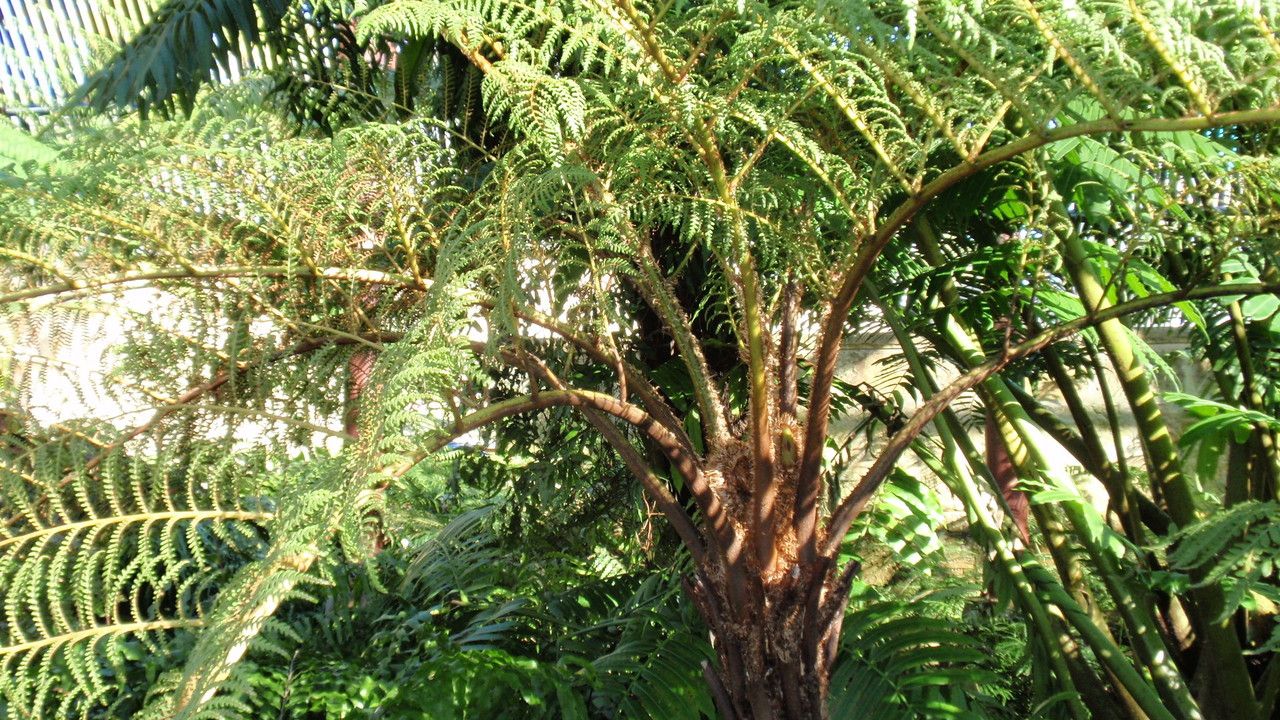 Sphaeropteris tomentosissima habit