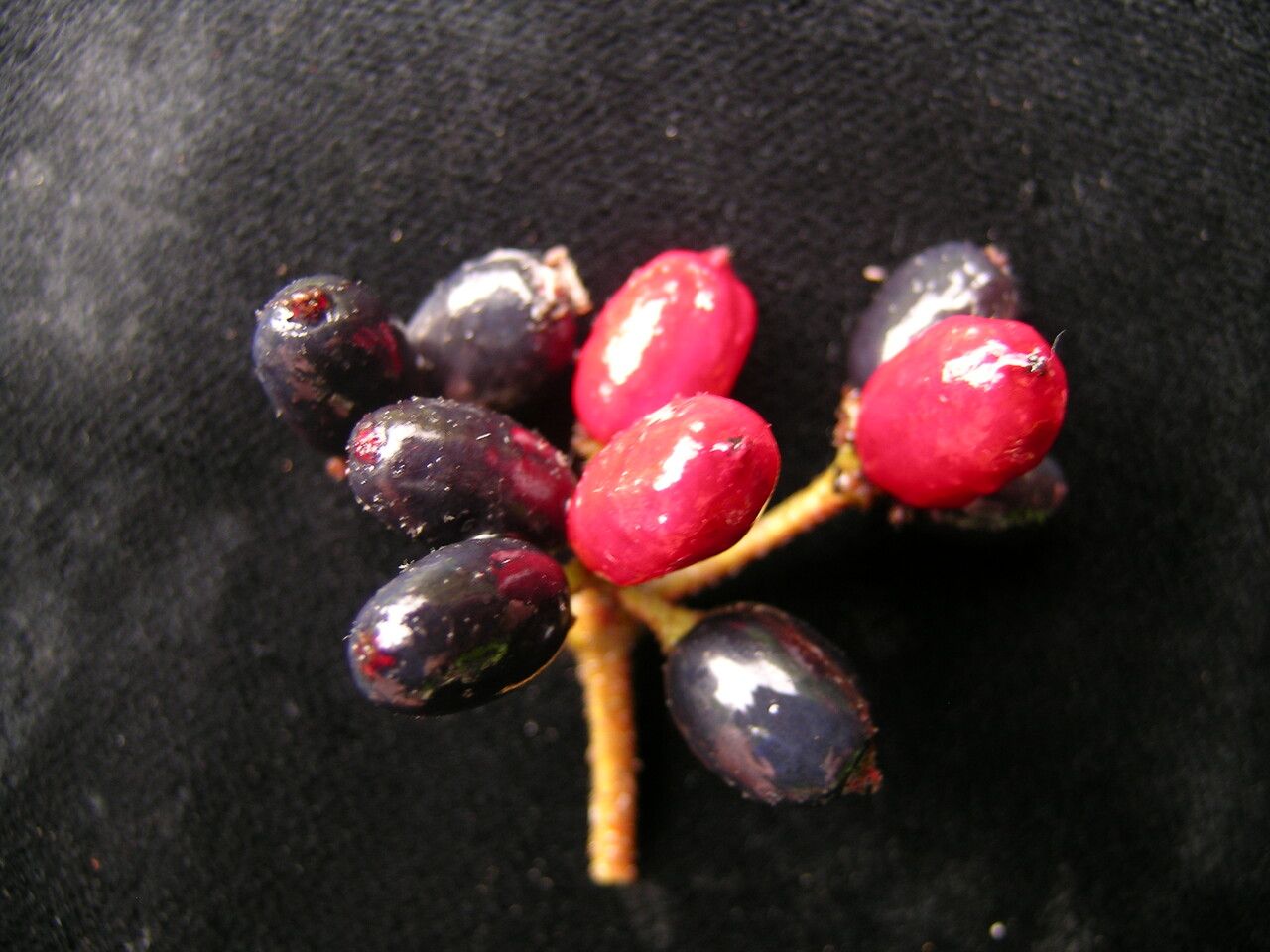Viburnum cotinifolium fruit