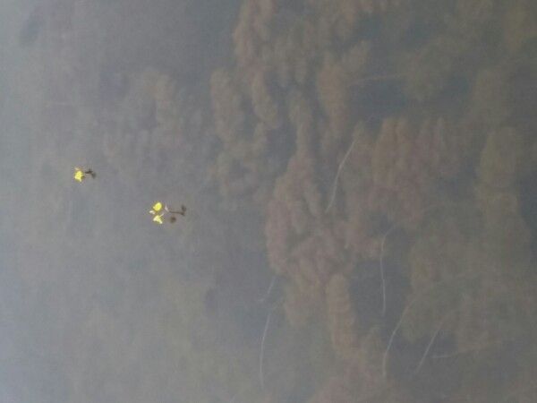 Utricularia foliosa other