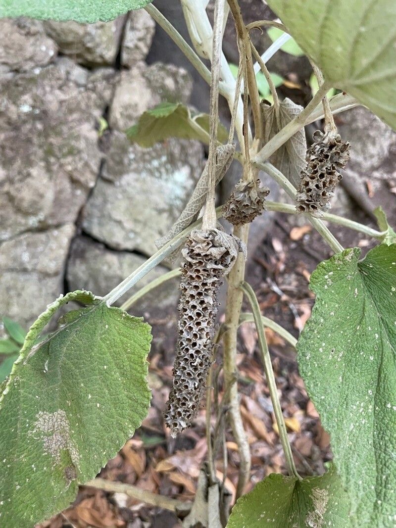 Sideritis macrostachys fruit