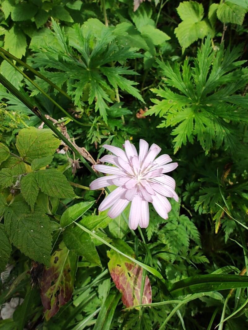 Scorzonera rosea flower