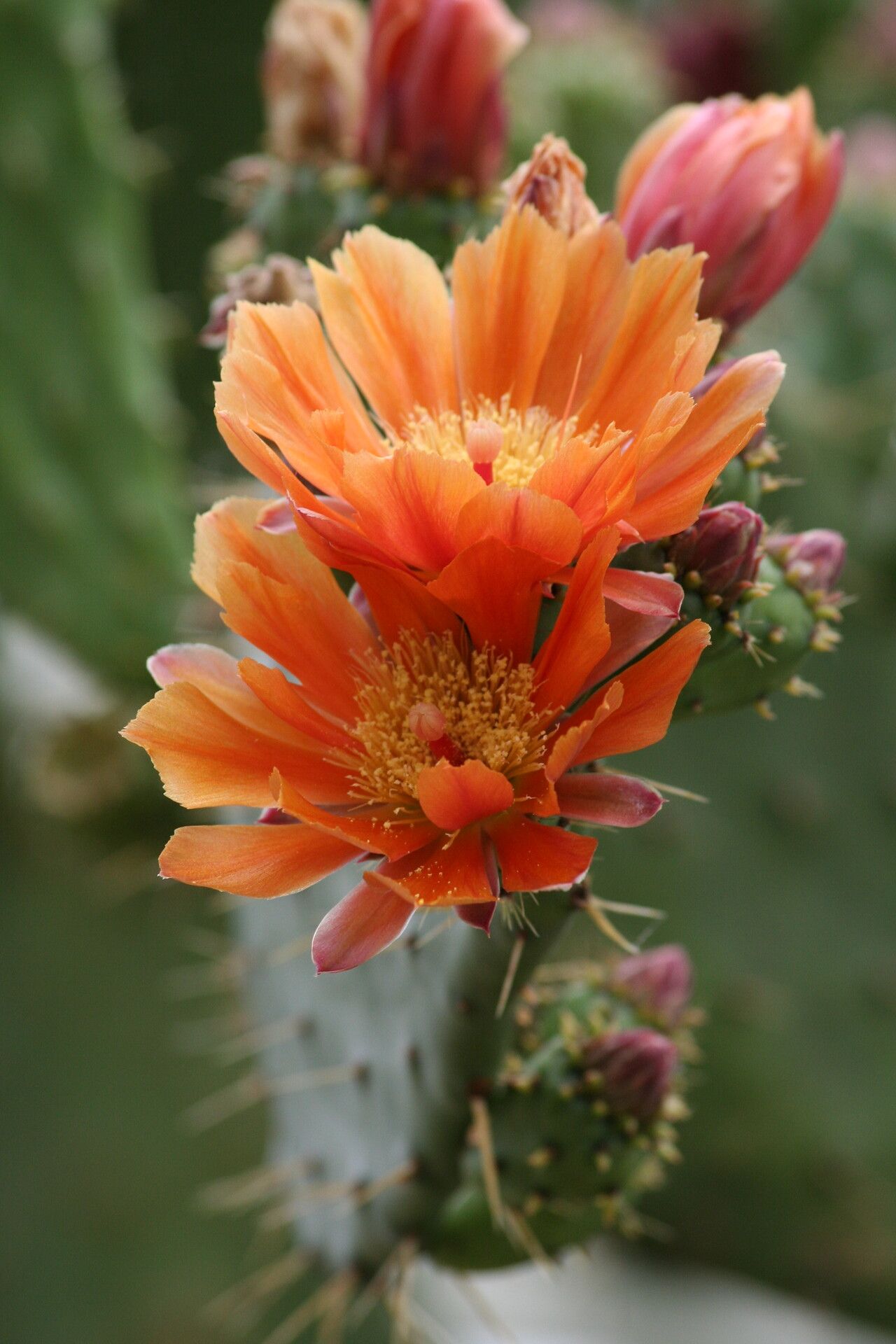 Opuntia lasiacantha — search result for 'Opuntia'