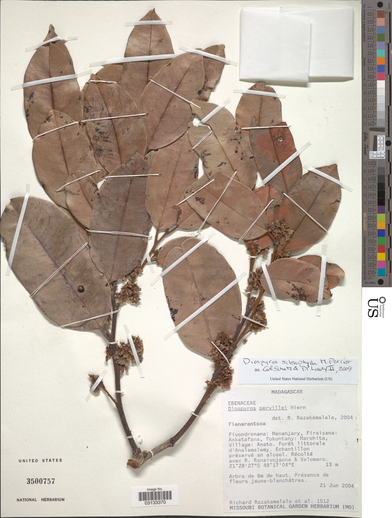 Diospyros sclerophylla — houseplant care guide