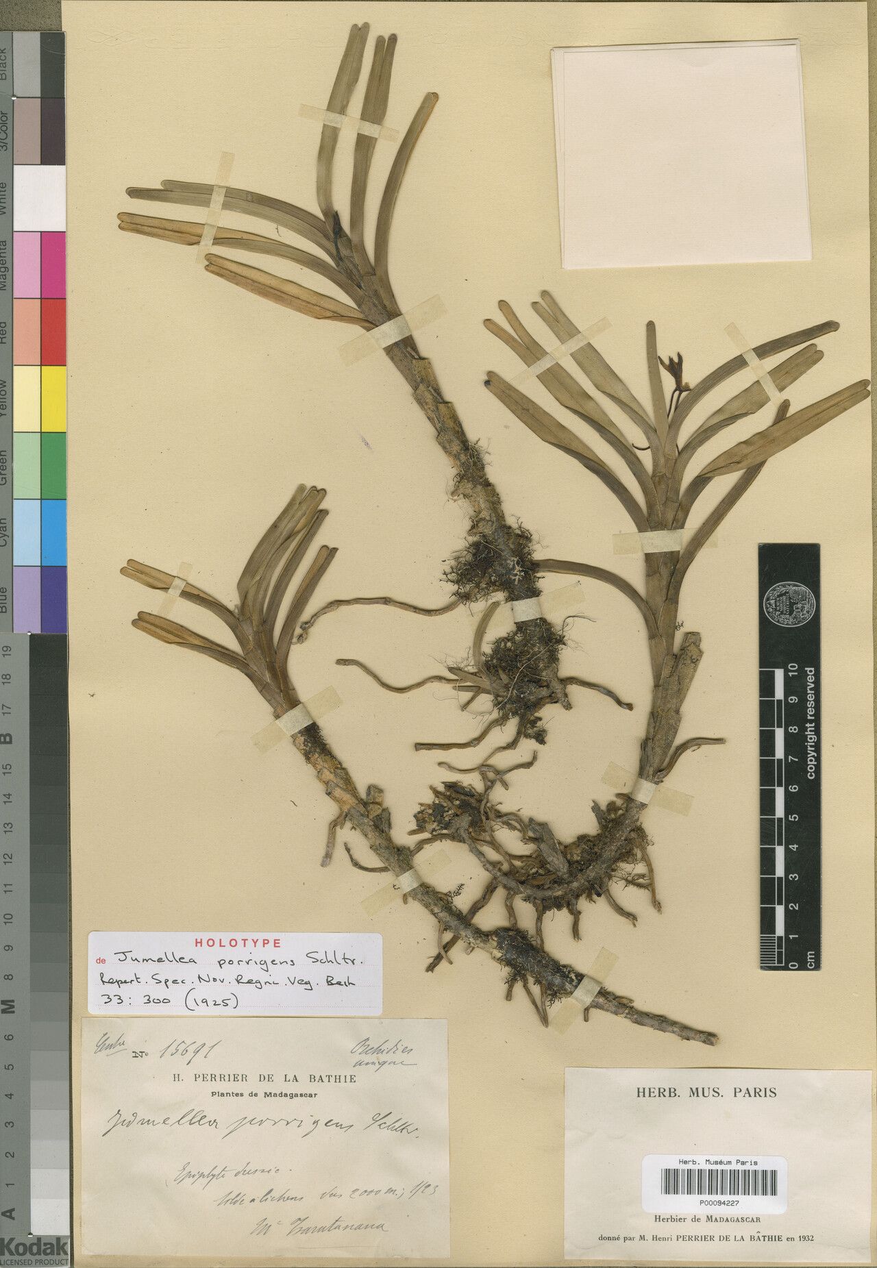 Jumellea porrigens — houseplant care guide