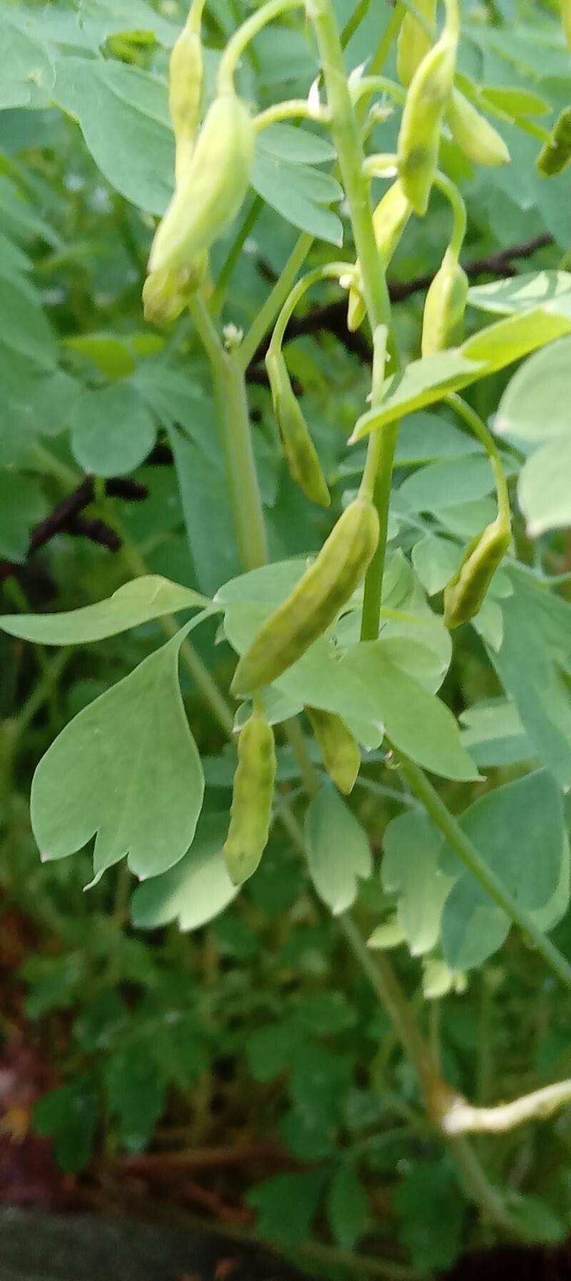 Pseudofumaria lutea fruit
