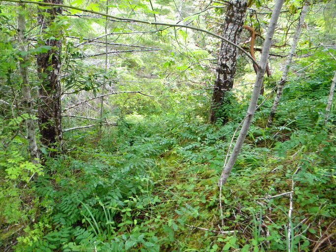 Lathyrus glandulosus habit