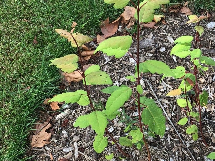 Acer stachyophyllum — search result for 'Bhutan'