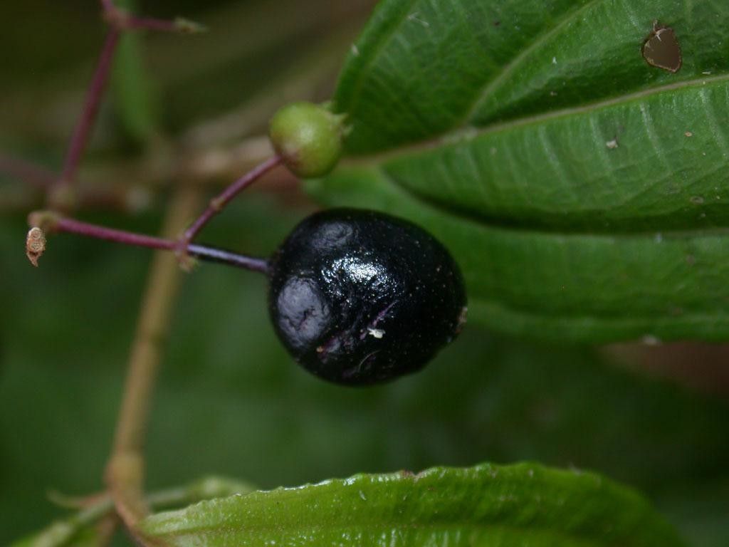 Miconia grayumii fruit