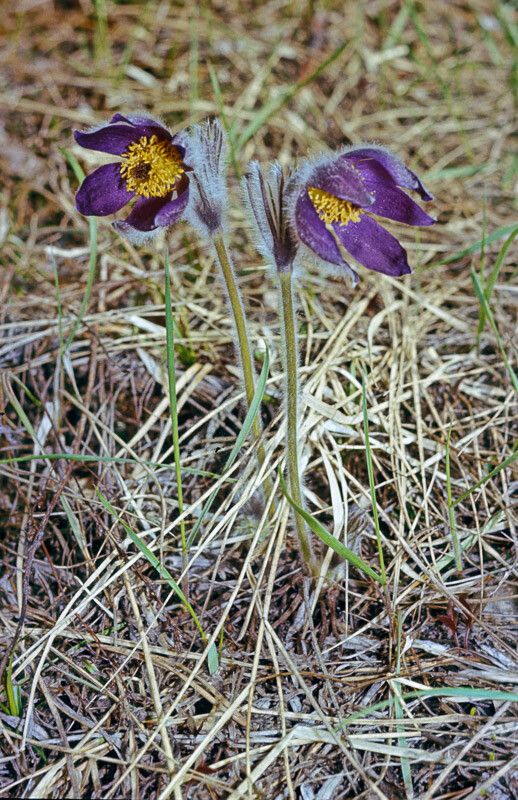 Anemone montana flower