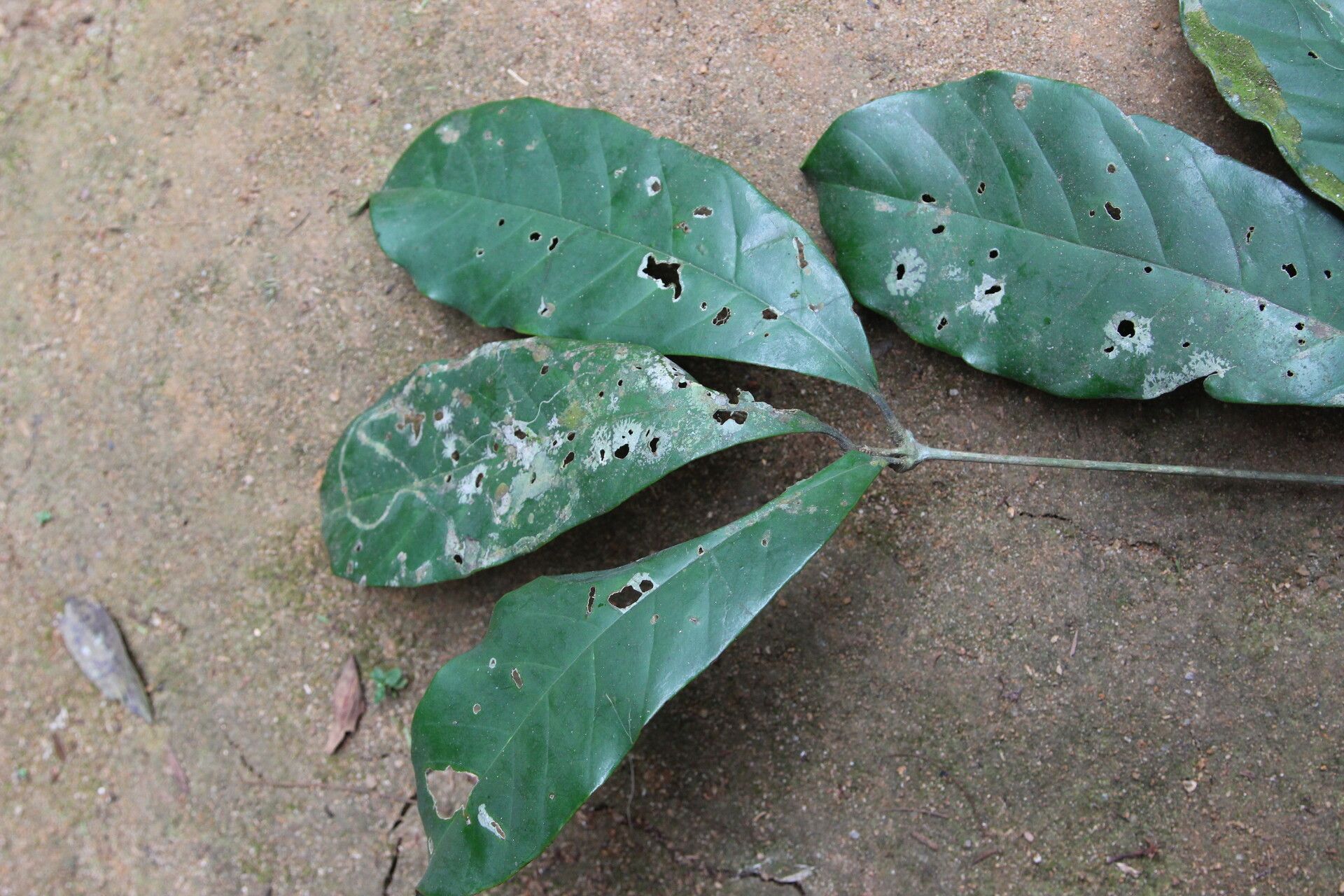 Rothmannia talbotii leaf