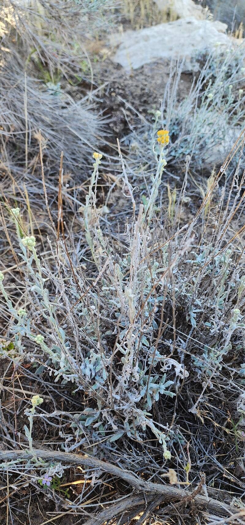 Helichrysum leucocephalum habit