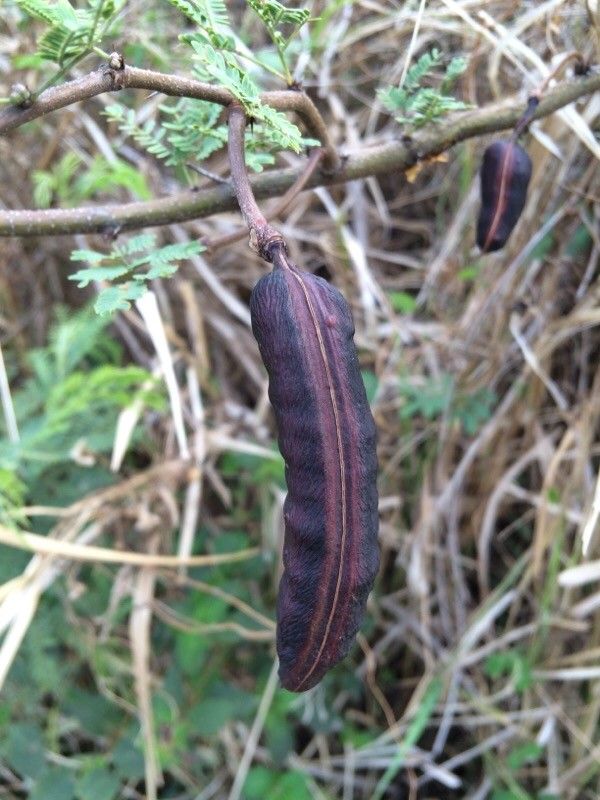 Vachellia farnesiana fruit