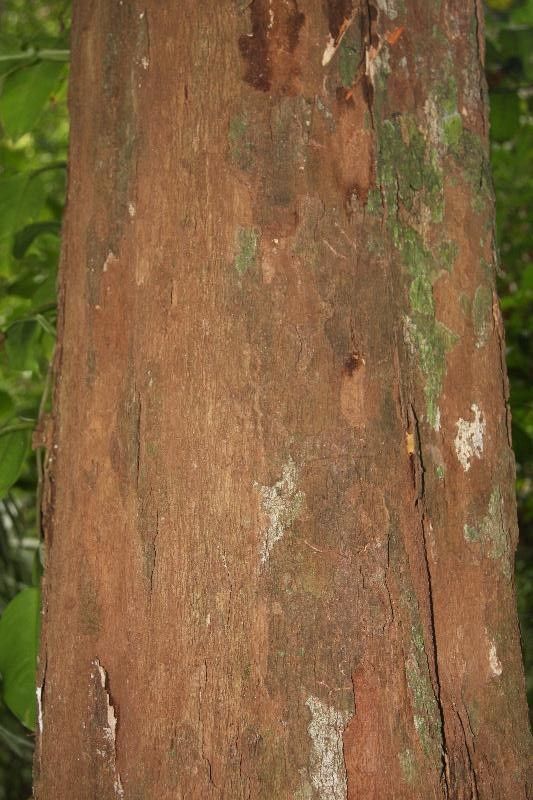 Micropholis obscura bark