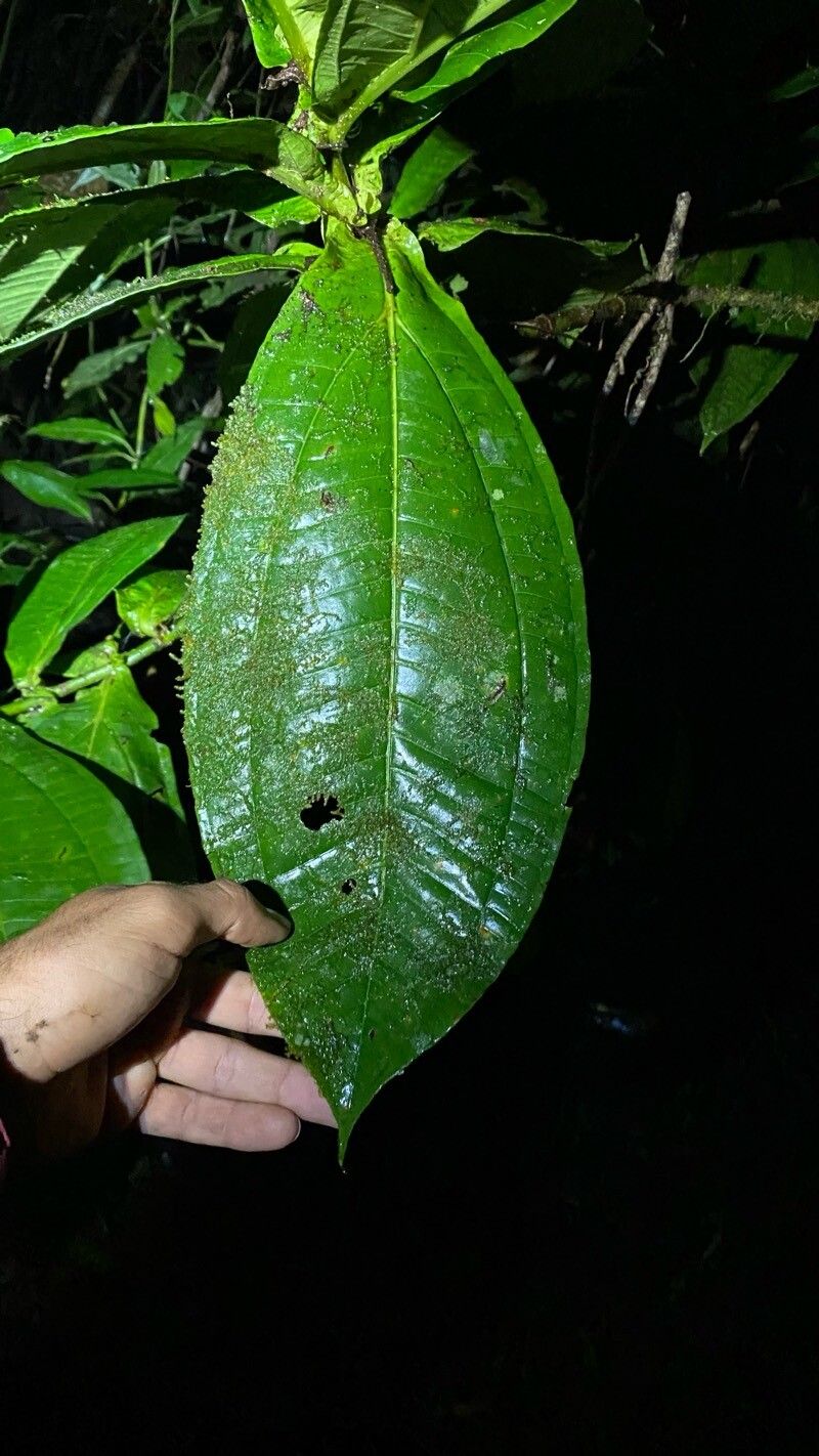 Miconia povedae — houseplant care guide