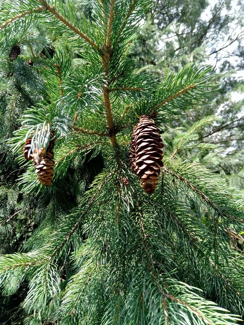 Picea smithiana fruit