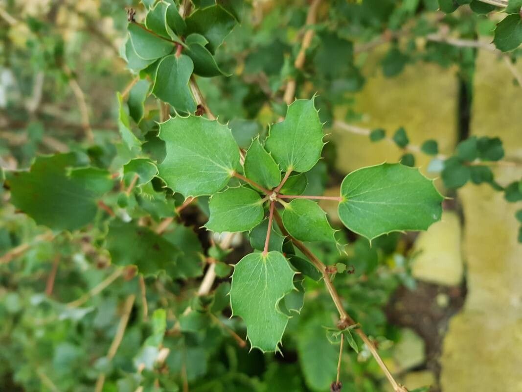 Berberis congestiflora leaf
