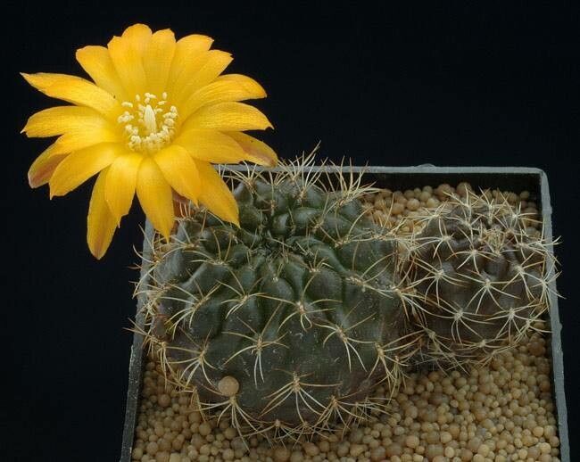 Rebutia glomeriseta habit