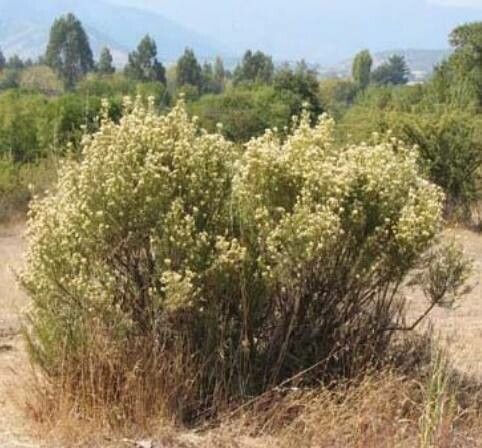 Baccharis neglecta — search result for 'Baccharis'