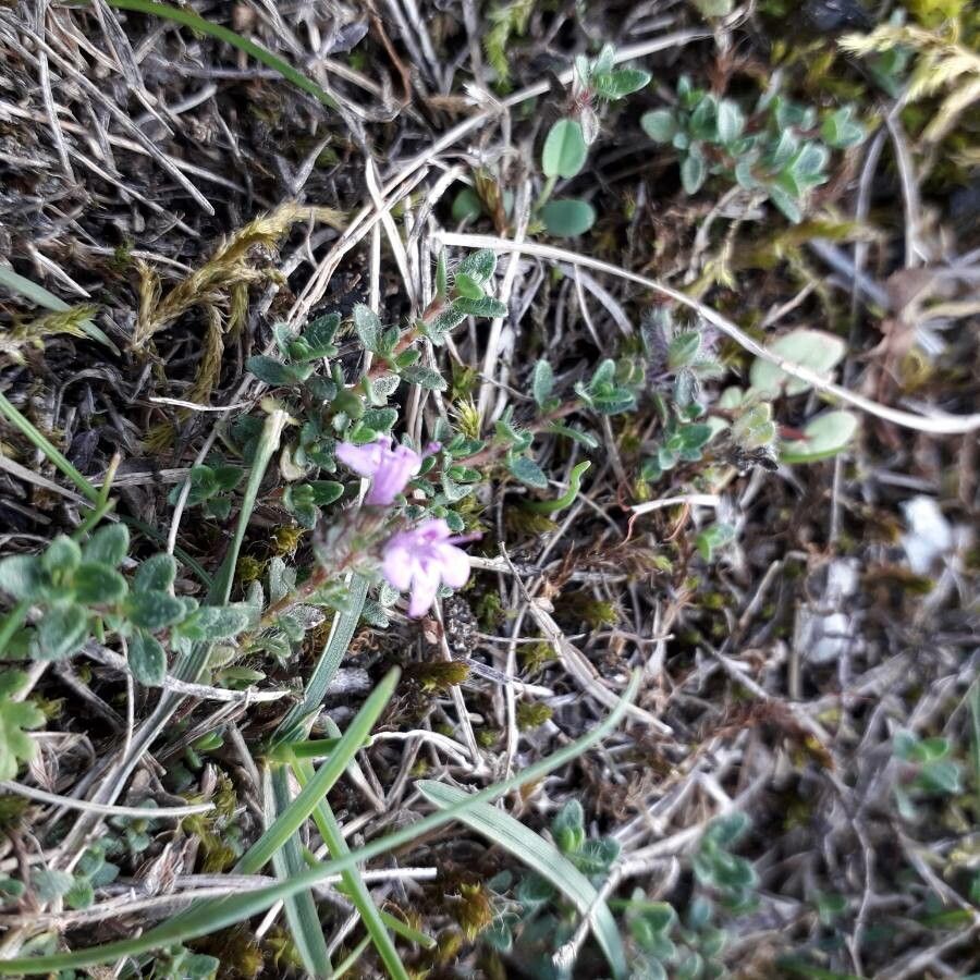 Thymus drucei flower