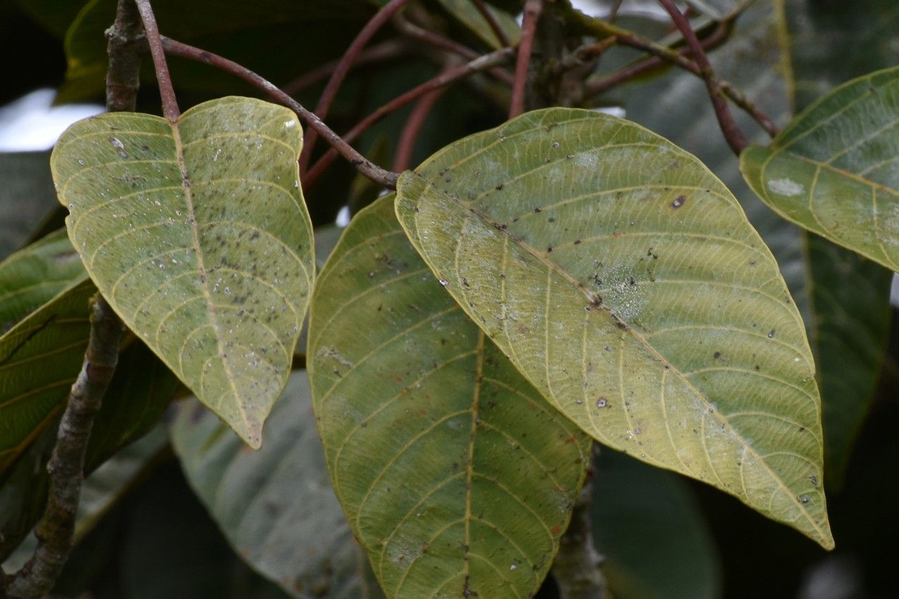 Hancea integrifolia leaf