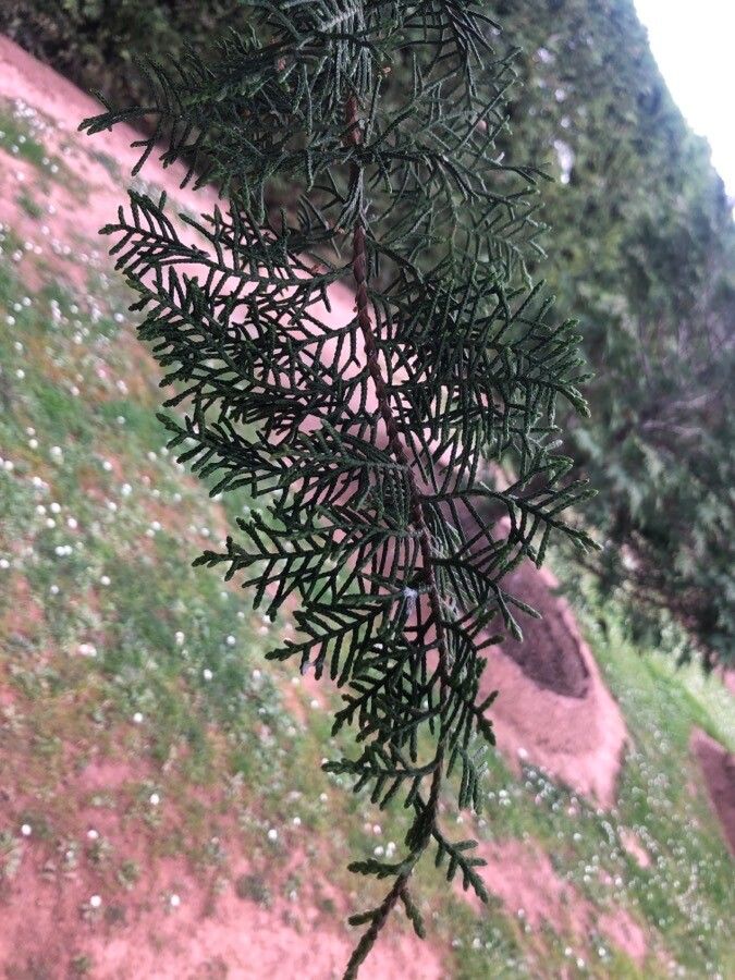 Cupressus torulosa — search result for 'Bhutan'