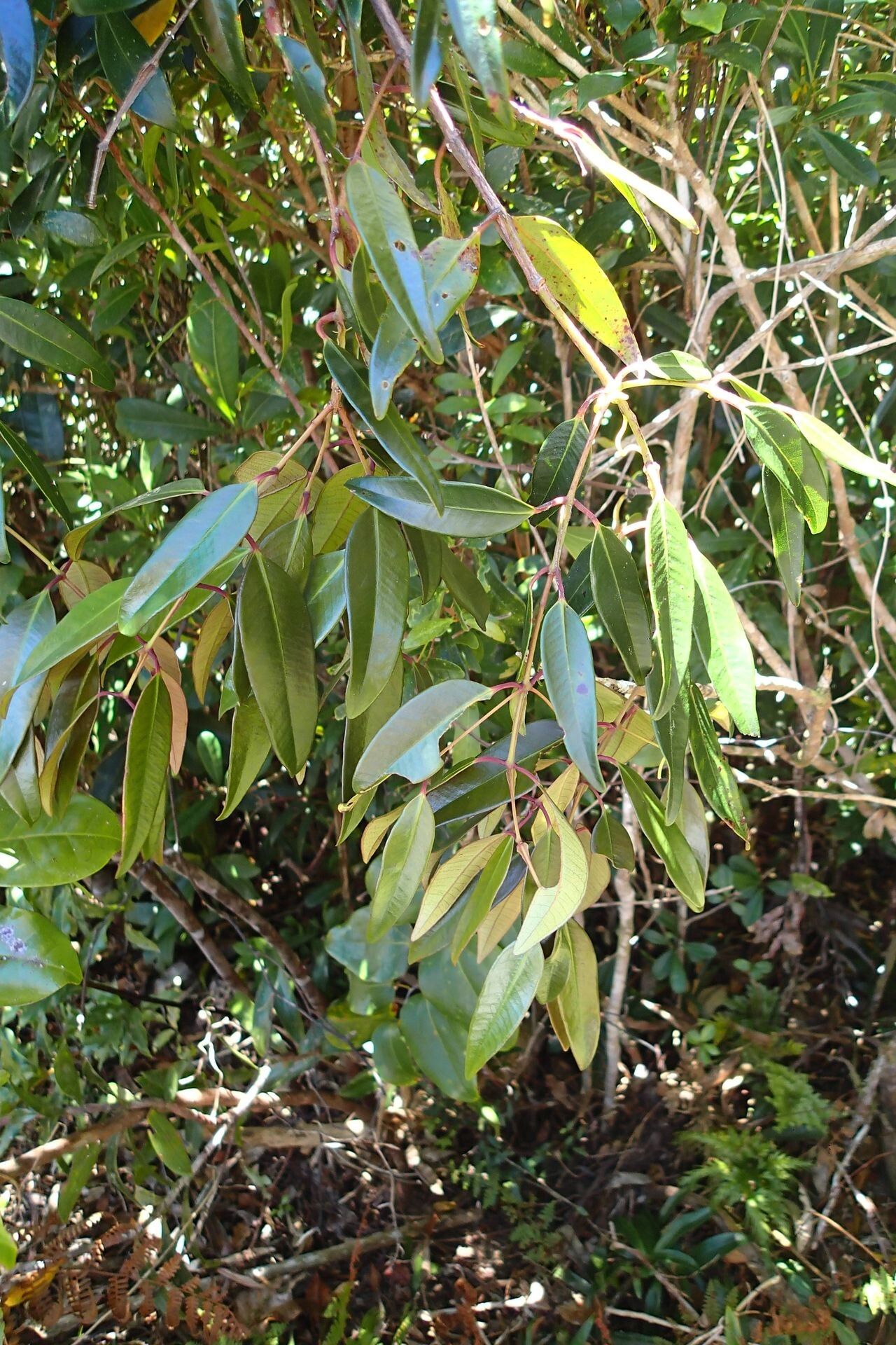 Syzygium schistaceum — houseplant care guide