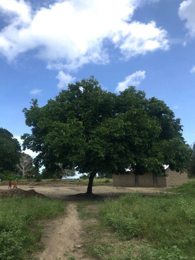 Julbernardia magnistipulata — related species from the same genus