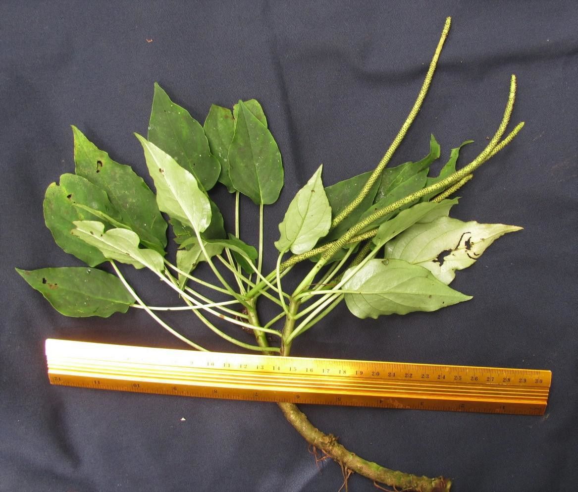 Peperomia lignescens other