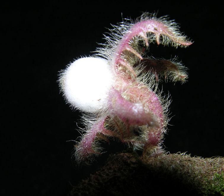 Columnea maculata flower