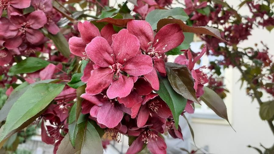 Malus niedzwetzkyana flower
