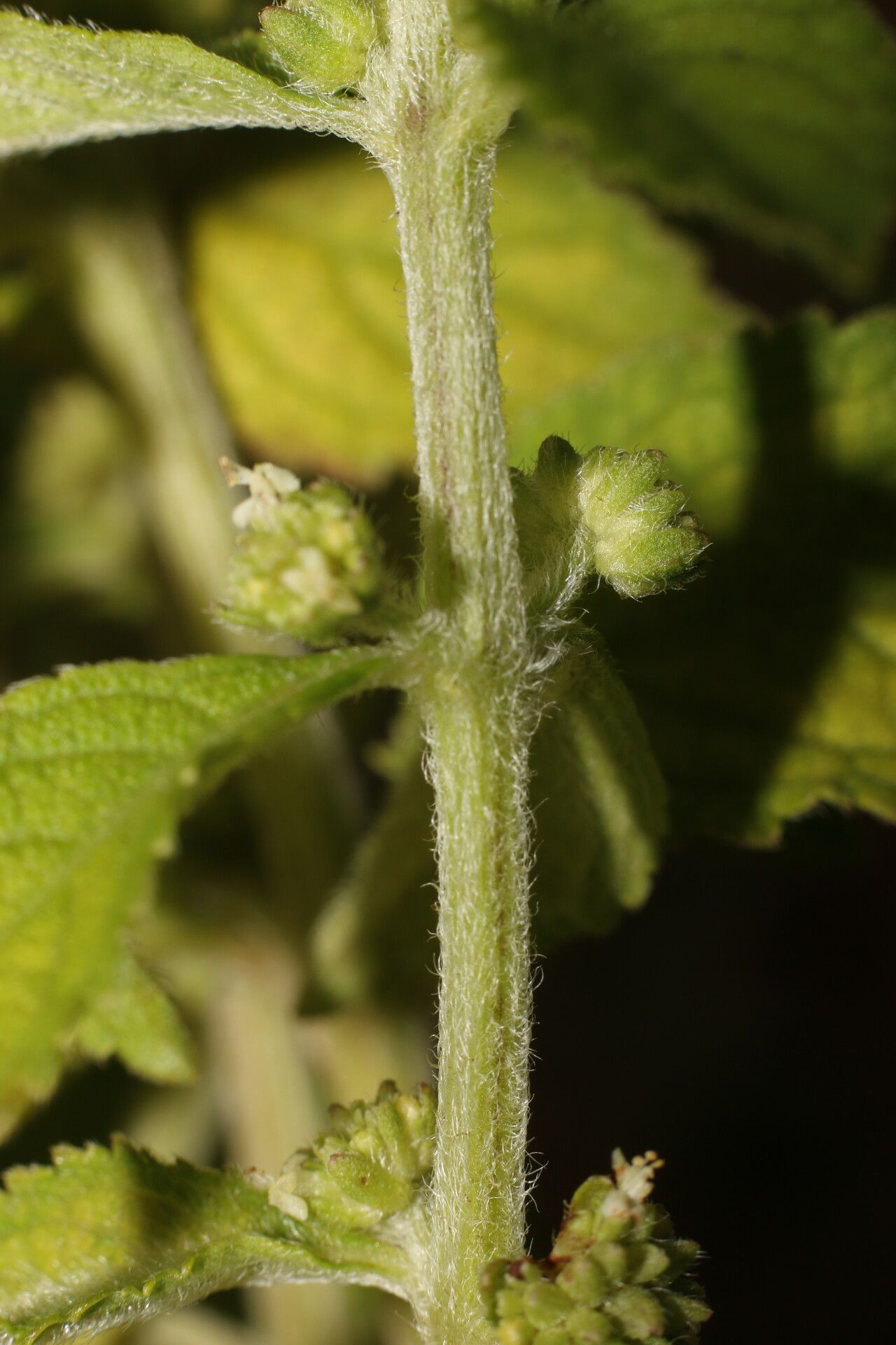 Hyptis obtusiflora habit