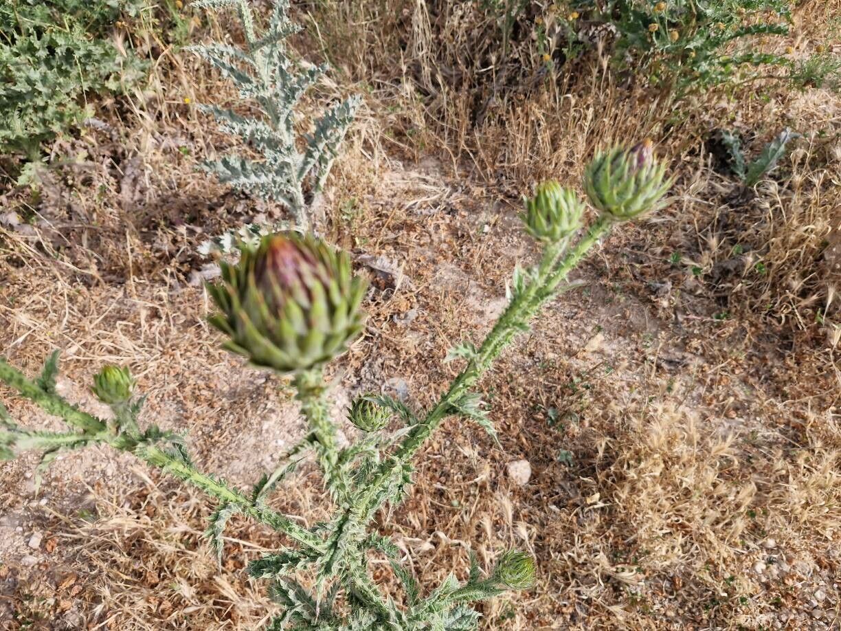 Onopordum cynarocephalum — houseplant care guide