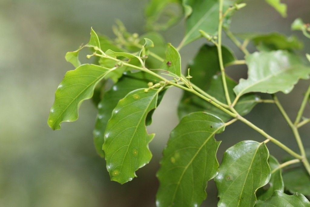 Ventilago pseudocalyculata habit