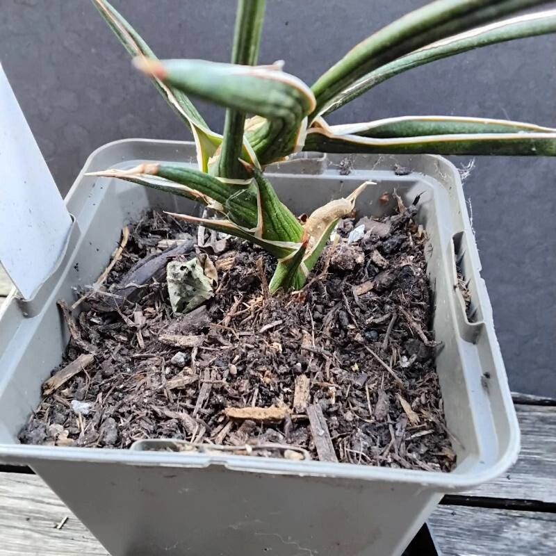 Dracaena serpenta habit