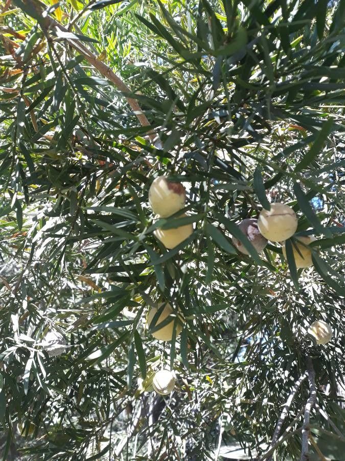 Podocarpus latifolius fruit