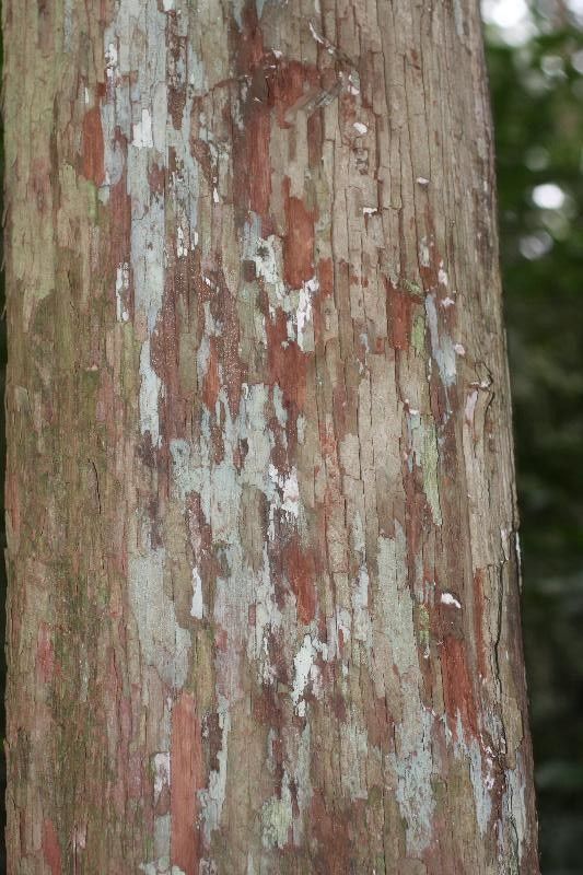 Pouteria hispida bark
