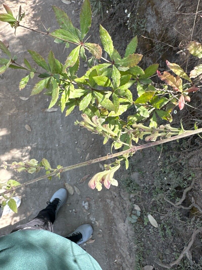 Scutellaria scandens flower