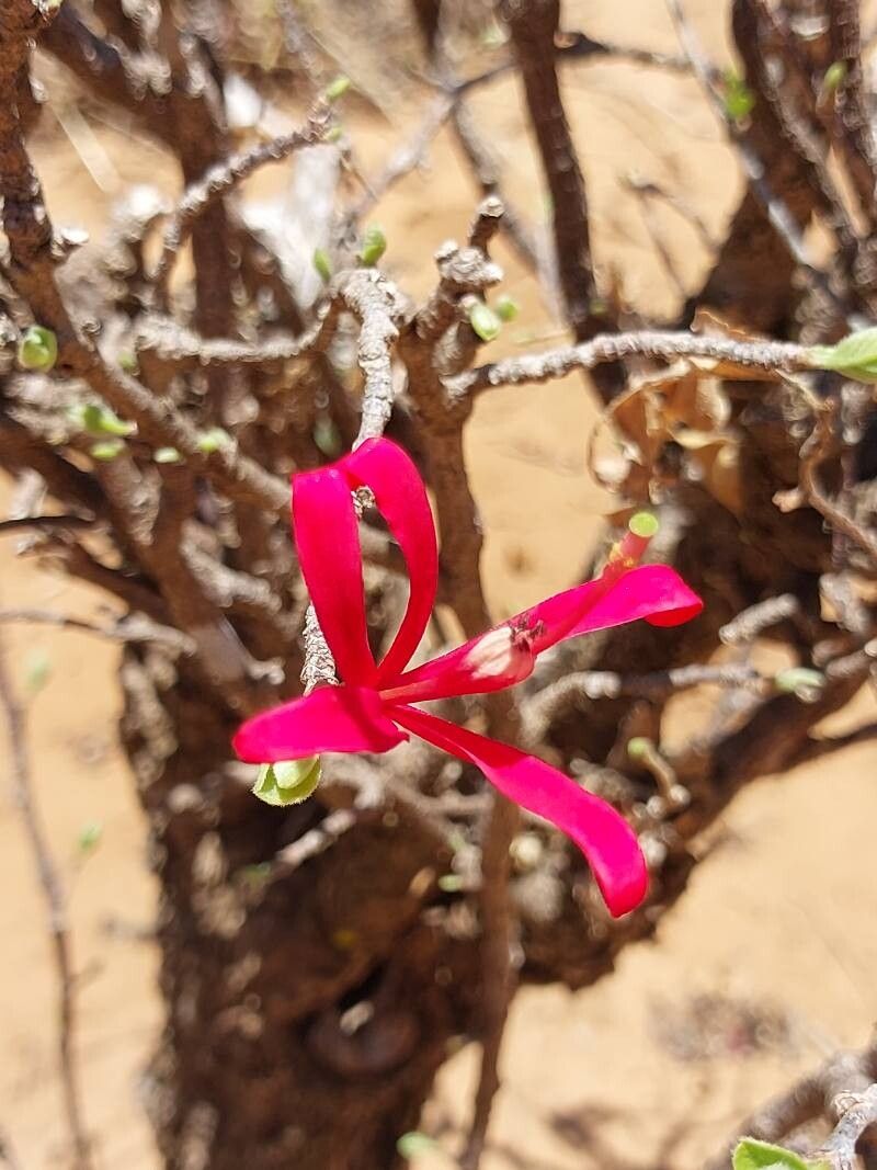 Turraea boivinii flower