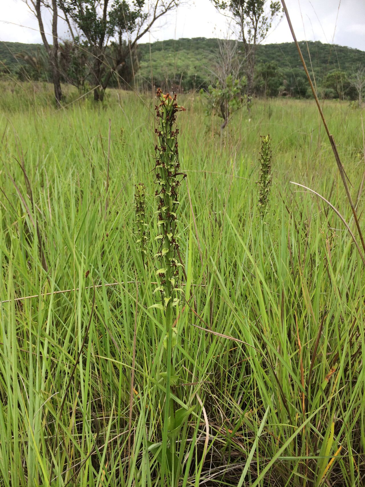 Habenaria zambesina habit