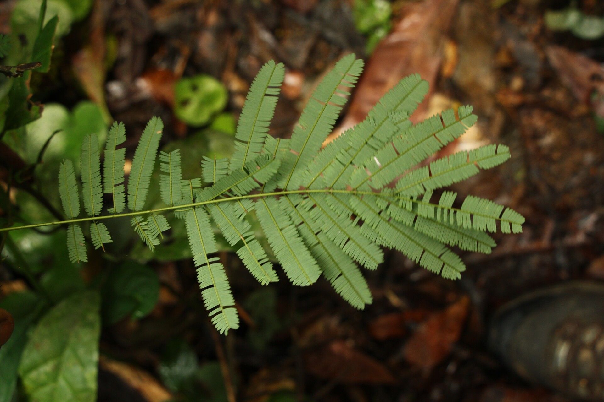 Senegalia kamerunensis leaf