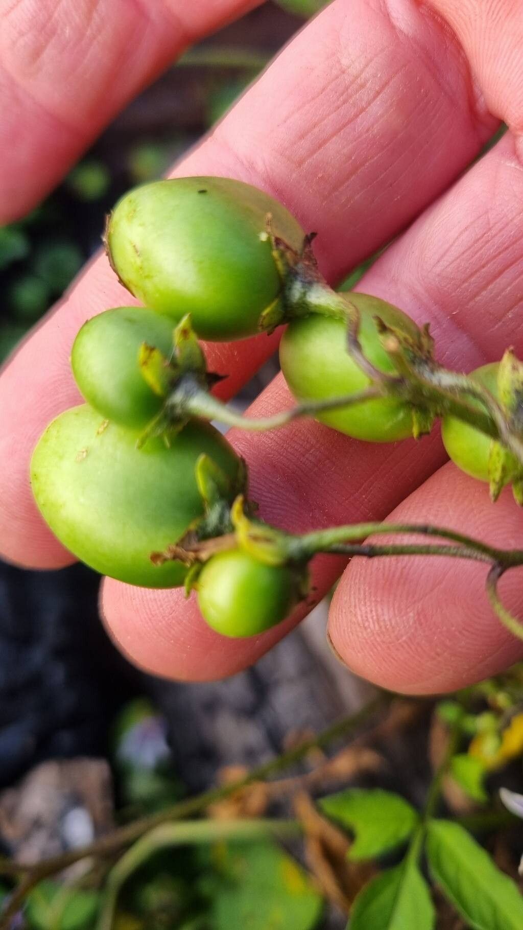 Solanum commersonii fruit