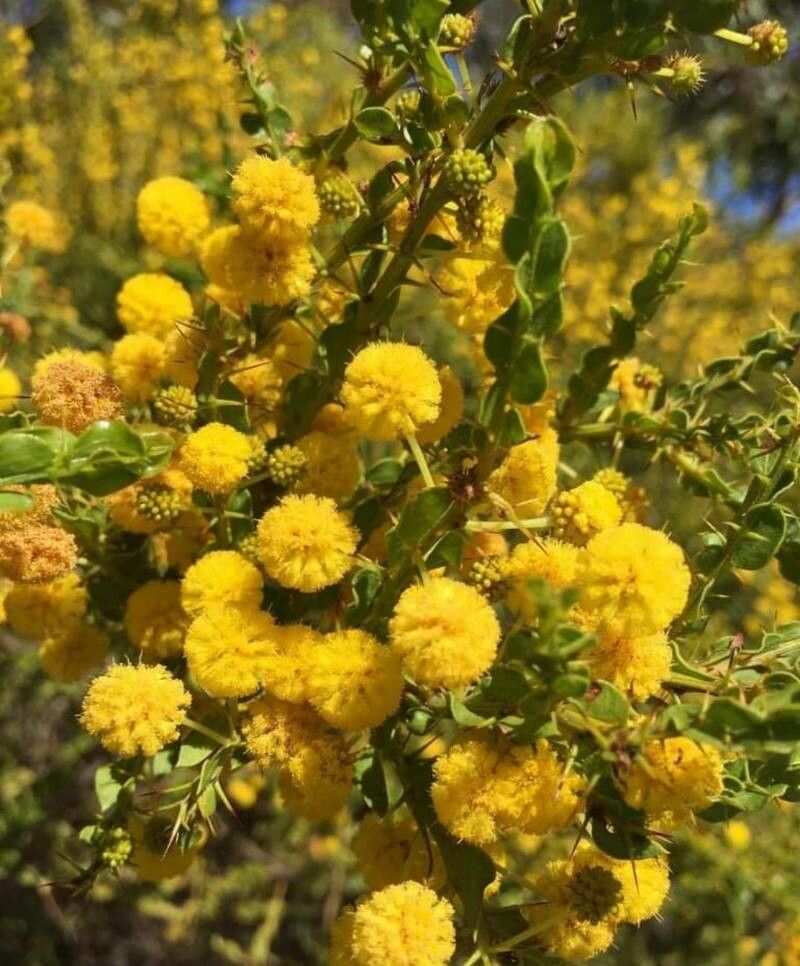 Acacia paradoxa flower