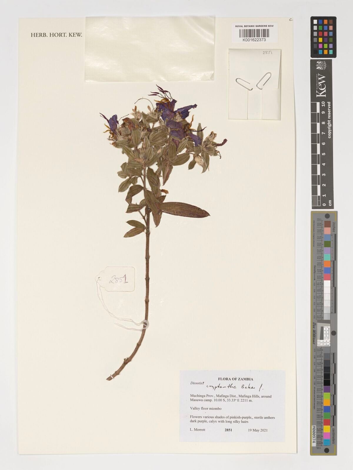 Feliciotis cryptantha — search result for 'Cryptantha'
